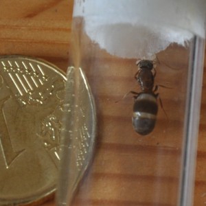 Gyne 3, [Lasius emarginatus] Identification Gyne 3