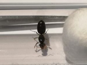 Photo 2., [Lasius lasioides] Lasius fuliginosus ?