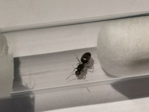 Photo 3., [Lasius lasioides] Lasius fuliginosus ?