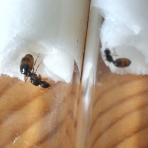 gynes, [Aphaenogaster subterranea] Identification Gyne 2