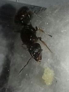 La petite grappe d'oeufs, [Tetramorium sp.] Identification gyne de la campagne Toulousaine
