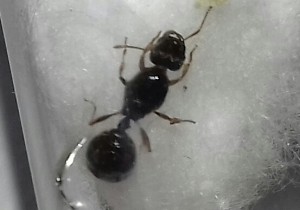 Les pattes orangées, [Tetramorium sp.] Identification gyne de la campagne Toulousaine