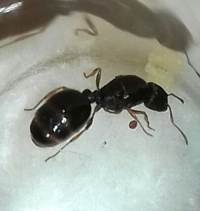 Un parasite ?, [Tetramorium sp.] Identification gyne de la campagne Toulousaine
