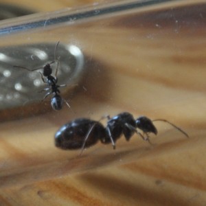 Ouvriere, [Formica] Identification Gyne 6