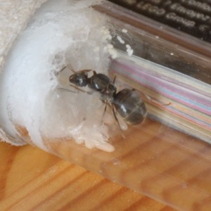 Lasius niger, [Blog] Fourmis chez Petitdiable