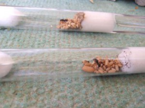 Lasius (Dendrolasius) fuliginosus, [Blog] Lasius (Dendrolasius) fuliginosus, notre parasite préférée !