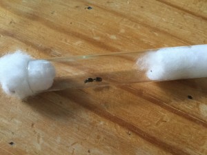 La gyne dans son tube de fondation, [Blog] Tetramorium cf semilaeve