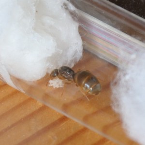 Lasius cf flavus, [Blog] Fourmis chez Petitdiable
