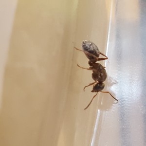 photo 3, [Serviformica sp.] Identification gyne