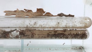 Temnothorax nylanderi, 