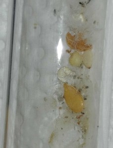 pain de fourmis ?, [Blog] Messor barbarus