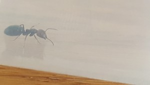Fourmi1.2, [Major Camponotus lateralis] Identification Camponotus ?