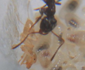 Ouvrière, **fin**[Blog] Suivi d'une colonie de Chthonolasius.