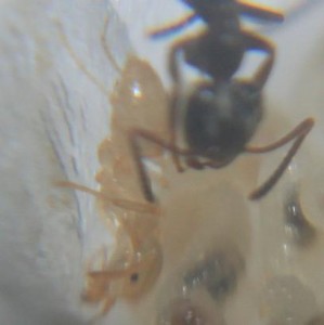 Ouvrière, **fin**[Blog] Suivi d'une colonie de Chthonolasius.
