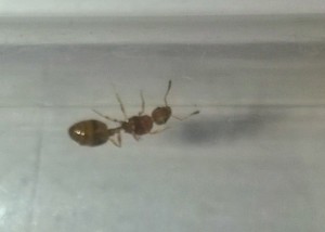 Dessus 001, [Temnothorax cf unifasciatus] Mini gyne ? Solenopsis ?
