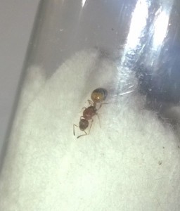 Dessus 002, [Temnothorax cf unifasciatus] Mini gyne ? Solenopsis ?