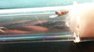 Gyne 2, [Chthonolasius sp.] Gyne mystérieuse trouvée dans ma chambre