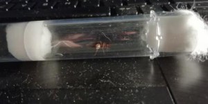 Gyne 4, [Chthonolasius sp.] Gyne mystérieuse trouvée dans ma chambre