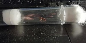 Gyne 5, [Chthonolasius sp.] Gyne mystérieuse trouvée dans ma chambre