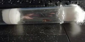 Gyne 6, [Chthonolasius sp.] Gyne mystérieuse trouvée dans ma chambre