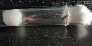 Gyne 7, [Chthonolasius sp.] Gyne mystérieuse trouvée dans ma chambre