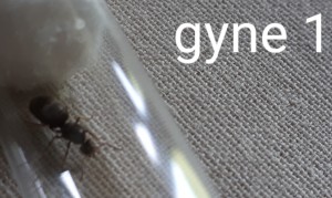 Gyne 1 (2), [Lasius niger; Lasius emarginatus; Tetramorium sp.] 3 gynes de l'Isère à identitifer
