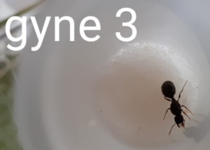 Gyne 3, [Lasius niger; Lasius emarginatus; Tetramorium sp.] 3 gynes de l'Isère à identitifer