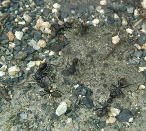 Ouvrière Camponotus japonicus, 