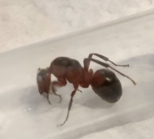 Gyne rouge et noire 2, [Formica sensu stricto et Lasius sp.] Deux gynes à identifier