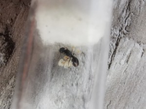 Gyne 2, [Nylanderia vividula, Pheidole pallidula, Lepisiota nigra, Tetramorium sp.]