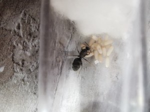 Gyne 3, [Nylanderia vividula, Pheidole pallidula, Lepisiota nigra, Tetramorium sp.]