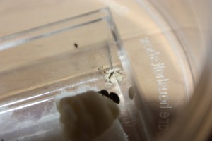 [Blog] Ma gyne Lasius sp. noire, fourmis_00316.jpg