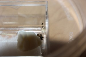 On voit un cocon devant le tas de couvain., [Blog] Ma gyne Lasius sp. noire