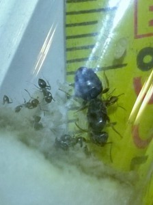 Avec mètre 01, [Lasius brunneus] Lasius quoi ?