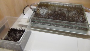 Et si il n'y avait que les nids de remplis... :), [Blog] Messor cephalotes