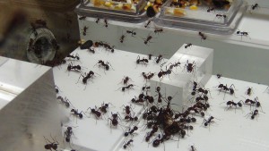 Pauvre blatte..., [Blog] Messor cephalotes