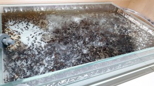 Étage supérieur, [Blog] Messor cephalotes