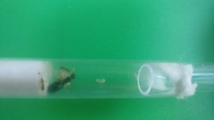 Gyne + ouvrière, [Blog] Camponotus Lateralis