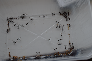 Ectatomma5, Quelques colonies de C-R