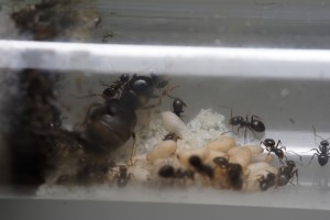 1, [Blog] Lasius niger - Niubert-> Leveto