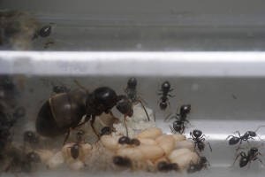 2, [Blog] Lasius niger - Niubert-> Leveto