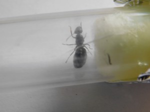 Gyne vu du dessus, [Serviformica sp.] Formica ou Camponotus ?