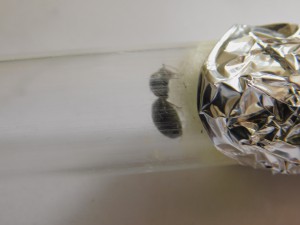 Gyne vu de profil, [Serviformica sp.] Formica ou Camponotus ?