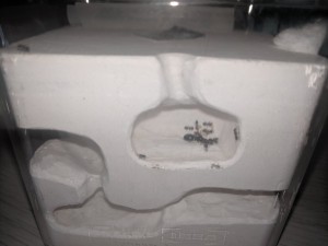 Nid 2, [Blog] Les Crematogaster scutellaris de Rekyem