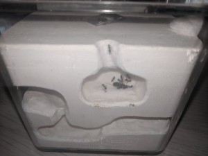 Nid 3, [Blog] Les Crematogaster scutellaris de Rekyem