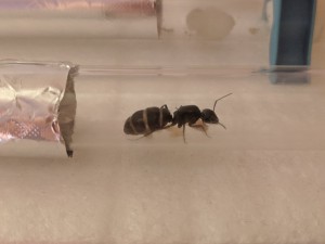 Gyne avec physogastrie, [Blog] Les Camponotus vagus de Rekyem