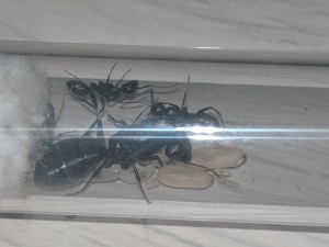 Gyne avec imagos, [Blog] Les Camponotus vagus de Rekyem