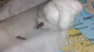 Gynes, [Pheidole pallidula] Gyne trouvée dans la nuit. Très petite. Bassin méditerranéen.