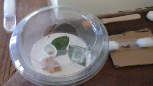 ADC et nid, [Blog] Camponotus Lateralis