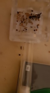 Les messors, Gyne dans l'adc